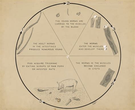 Life cycle of trichinae (Trichinella spiralis) in swine diagram ...