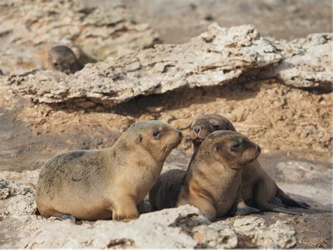 Ivermectin could help save the endangered Australian sea lion - ScienceBlog.com