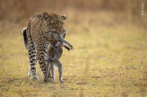 Baby Baboon Clings to Dead Mom in Jaws of Leopard in Heartbreaking ...