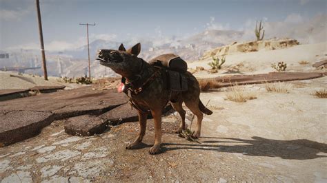 [100+] Fallout 4 Dogmeat Wallpapers | Wallpapers.com