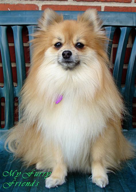 Pet Grooming: The Good, The Bad, & The Furry: Grooming Pomeranians