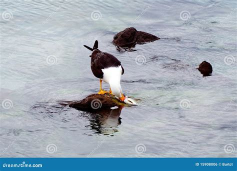 Seagull eating a fish stock photo. Image of color, pool - 15908006