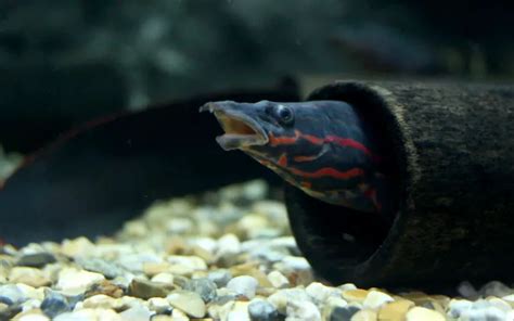 Fire Eel Care: Complete Guide for Beginners - AquariumNexus