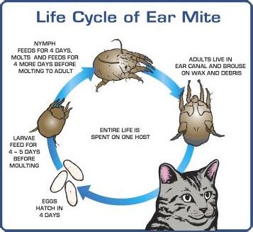 Cat Ear Mites: Symptoms, Treatment, and Prevention