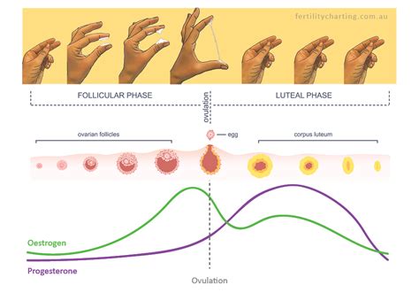 How Cervical Mucus Changes Throughout Pregnancy Vaginal Discharge – NBKomputer