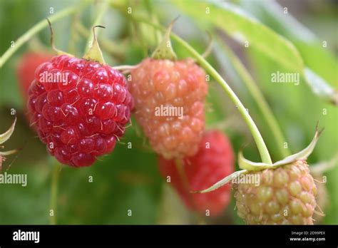 English grown raspberry is aggregate fruit of individual drupelets held together by fine nearly ...