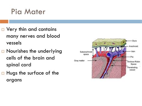 PPT - Chapter 9 Nervous System PowerPoint Presentation, free download - ID:2030032