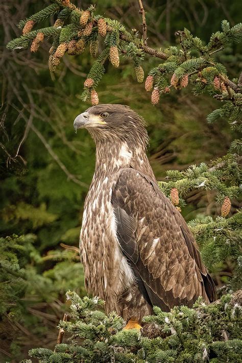 Juvenile Eagle Photograph by Nancy Hall - Fine Art America