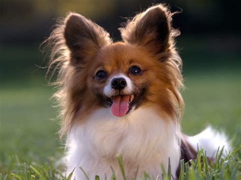 Animals Zoo Park: Top 10 Small Dog Breeds in America With Photos & Pics