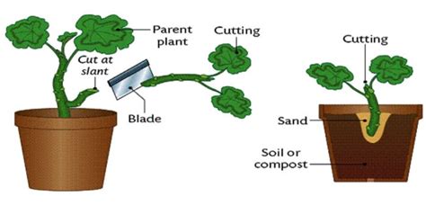 Asexual Reproduction In Plants - Class 7, Reproduction in Plants, Science