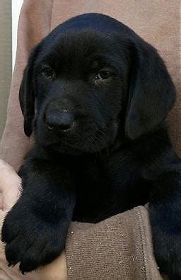 miniature Labrador Puppy for Sale in Belfair, Washington Classified | AmericanListed.com