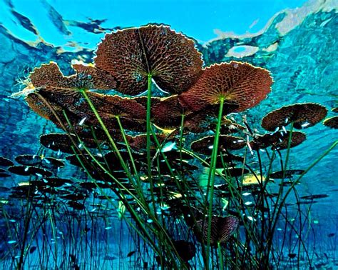 some very pretty looking plants in the water with blue sky behind them and fish swimming by