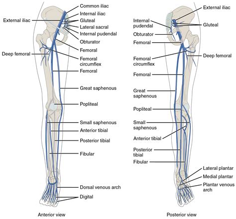 OpenStax AnatPhys fig.20.41 - Lower Limb Veins Anterior Posterior ...