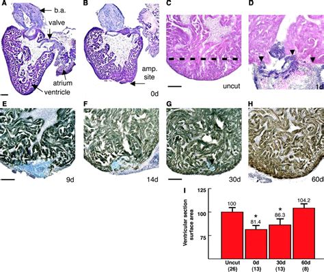 Heart Regeneration in Zebrafish | Science