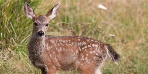 Venado de cola blanca en Guatemala | Aprende Guatemala.com