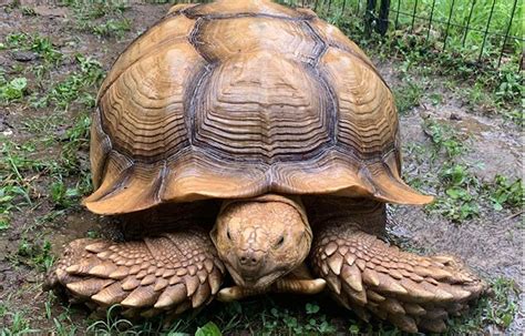 150-pound pet tortoise Solomon on the loose in Cheatham County - ClarksvilleNow.com