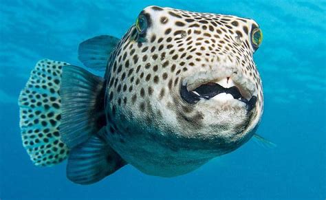 Deadly fugu fish flub prompts Japan emergency warning