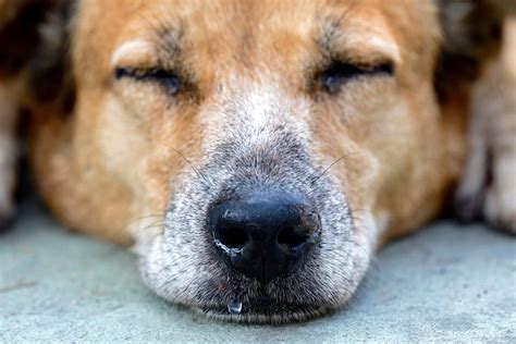 Dog Bleeding From Nose: Signs, Causes, and Treatments