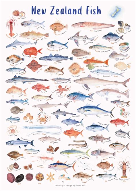 NZ Fish Species Art Print | ubicaciondepersonas.cdmx.gob.mx