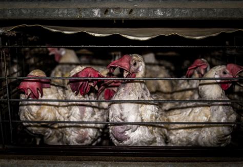 Cages for laying hens banned from new coops, to be phased out in ...