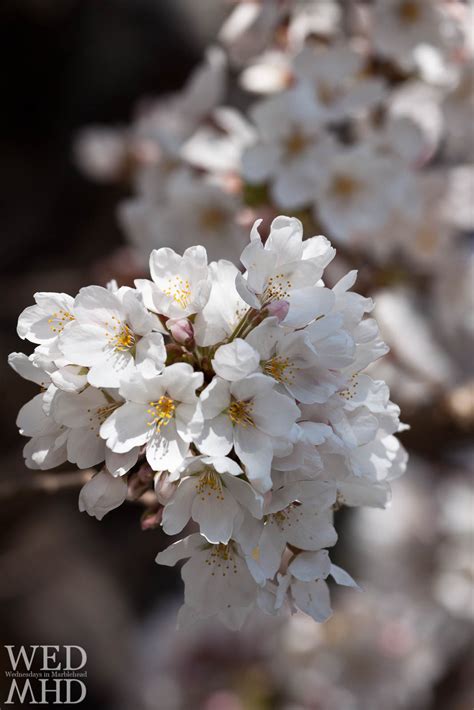 Cherry Blossoms Reach Peak Bloom on Washington Street - Marblehead, MA