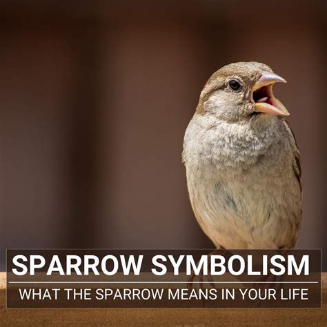 Discover Sparrow Symbolism And Its Spiritual Meaning