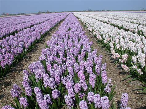 Image*After : photos : nature plants landscape flowerfield flowers hyacinth hyacinths holland ...