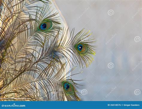 Golden Peacock Feathers Royalty Free Stock Image - Image: 26518576