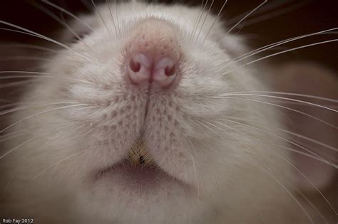 Rat Nose | Pet rats, Rats, Pets