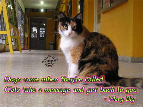 Inspirational Cat Quotes. QuotesGram