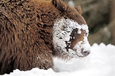 descuento azufre Previsión temperate rainforest animals deseable Alegre ...