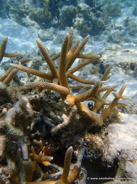 Snorkeling the Coral Gardens, Caye Caulker, Belize