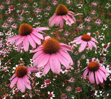 Purple Coneflowers