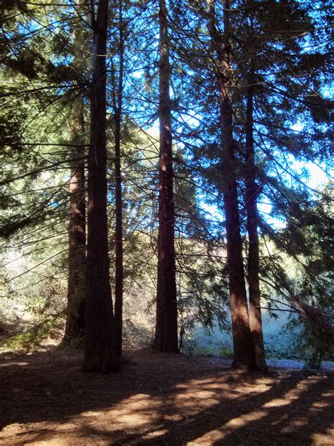 Redwood Regional Park : Oakland California | Visions of Travel