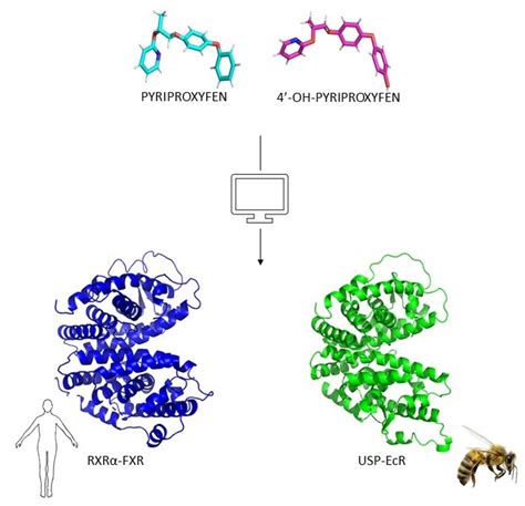 IJMS | Free Full-Text | In Silico Prediction of the Mechanism of Action of Pyriproxyfen and 4 ...