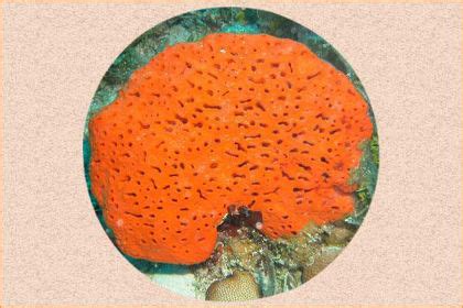 Sponge Coral - Healing Properties, Color, Power & Facts | Gemexi