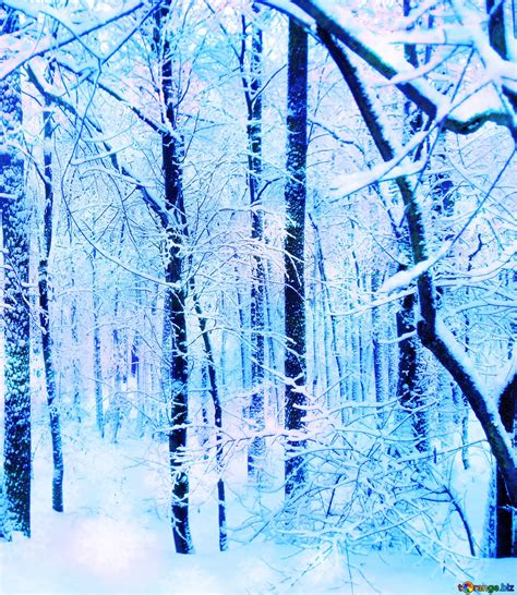 Winter blue snowy Forest Download free picture №147545