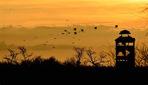 Meet the Wildlife of Lake Victoria on Safari