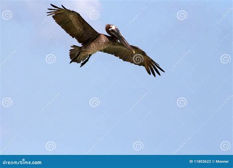 Flying Pelican stock photo. Image of wildlife, pelicans - 11803622