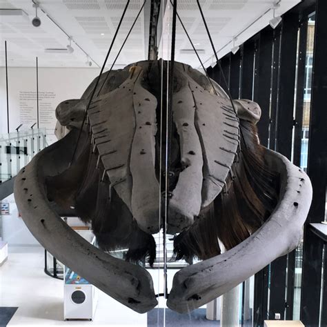 Whales! – Museum of Zoology Blog