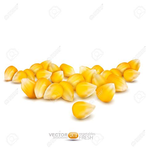 Corn kernels clipart 20 free Cliparts | Download images on Clipground 2024