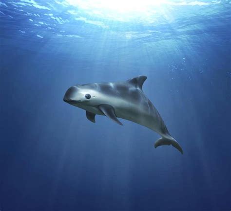 Science for All | What is the vaquita porpoise? - The Hindu