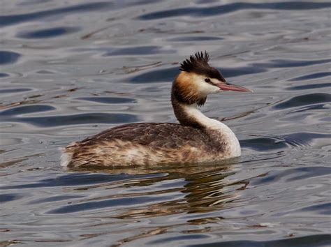 Avithera: Great Crested Grebes on the Gippsland Lakes