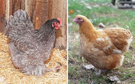 Cochin vs Orpington - What is the Difference? - LearnPoultry