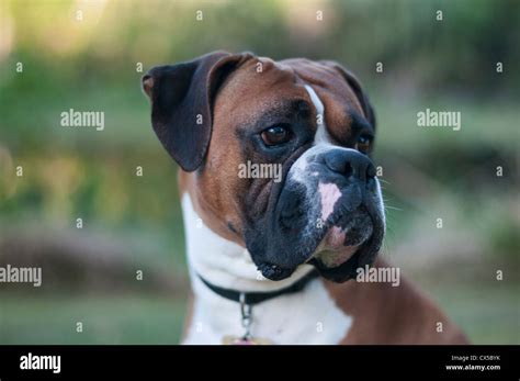 A male pedigree white fawn boxer show dog Stock Photo - Alamy