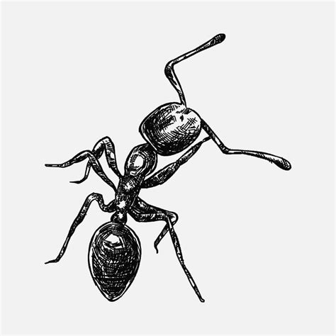 hand drawn illustration of an ant. sketch, realistic drawing, black and white. 22187366 Vector ...