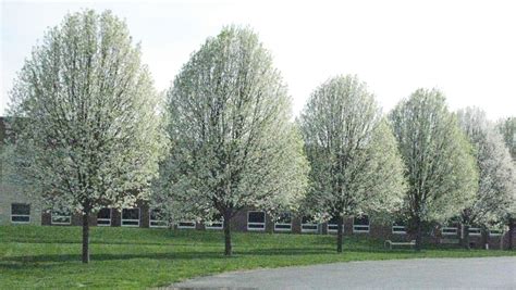 LET'S GROW: Cleveland pear trees are best for driveways