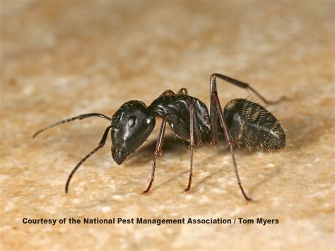 Signs of Carpenter Ants: How to Get Rid of Carpenter Ants