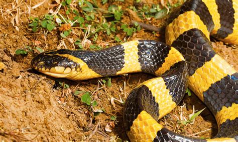 Banded Krait - A-Z Animals