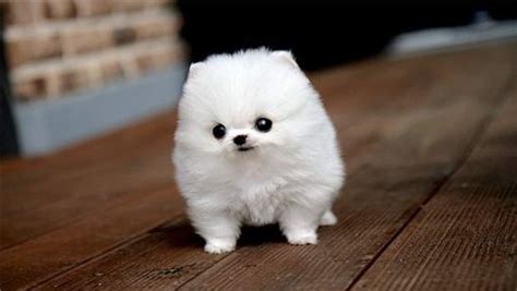 life in the dog house: World's Tiniest Dog?